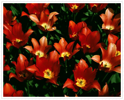 Tulips, NYBG